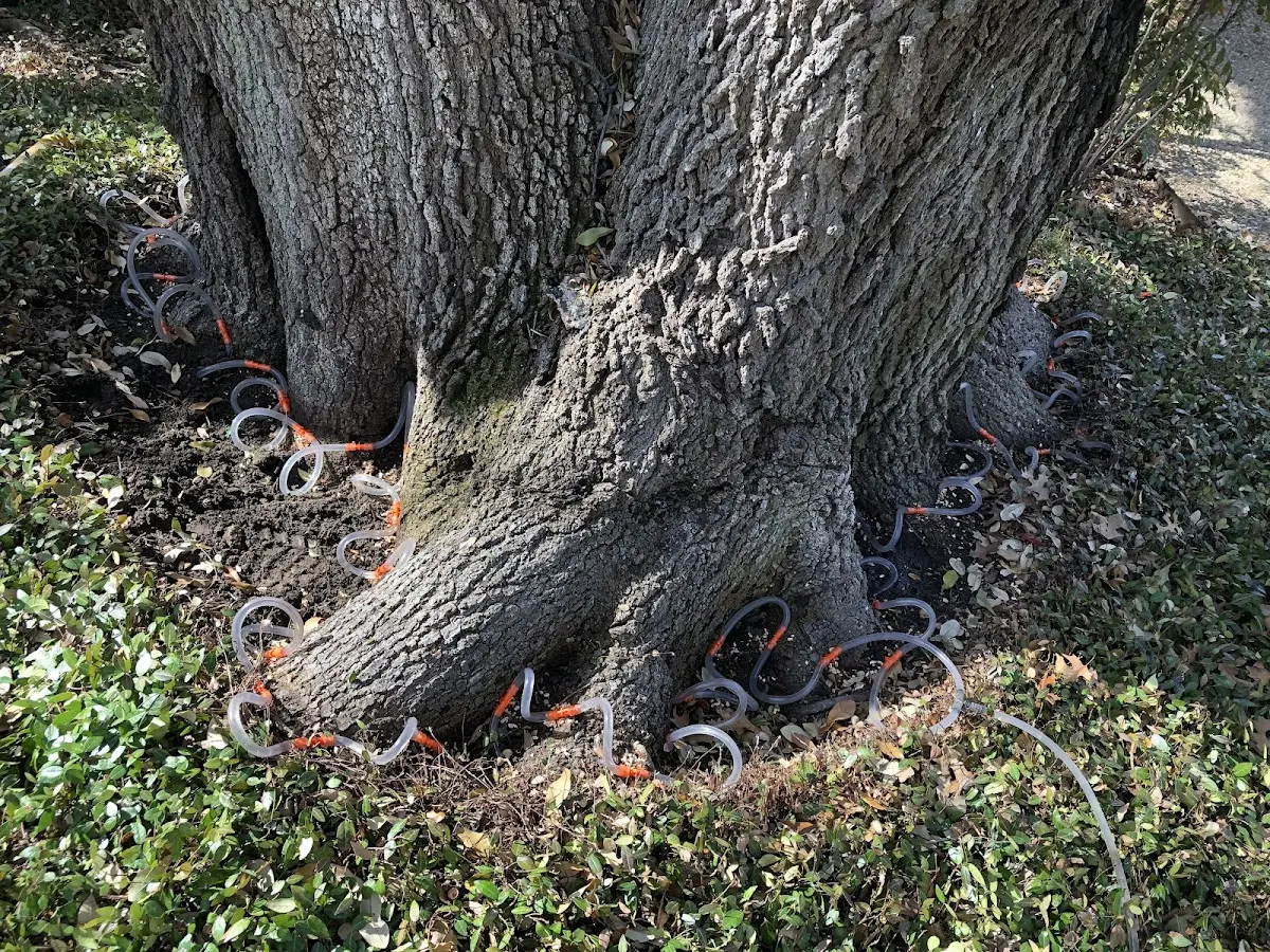 Detailed Tree Cabling and Bracing job site in Chalfont