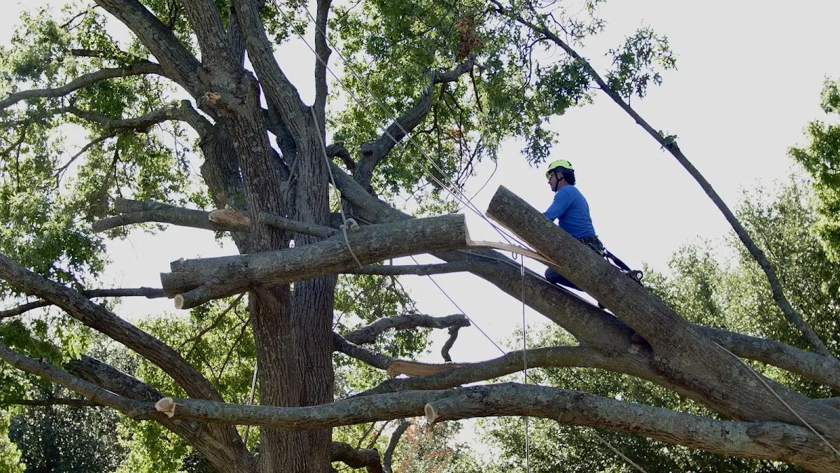 Professional Crown Thinning performed by certified arborists in Chalfont