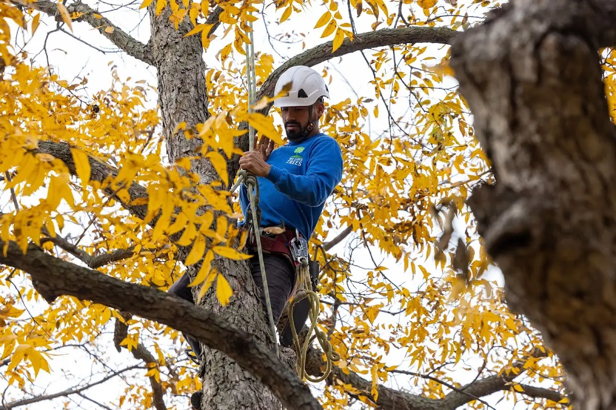 Skilled Tree Planing crew working in Chalfont